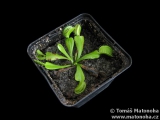 Mucholapka Dionaea muscipula - all green