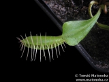 Past mucholapky Dionaea muscipula (E02)